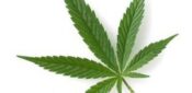 First two cannabis-based medicines approved by NICE