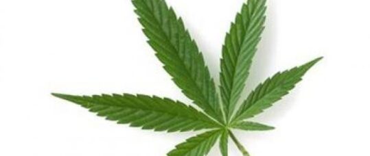 First two cannabis-based medicines approved by NICE