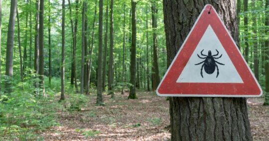 One in seven globally have likely had Lyme disease