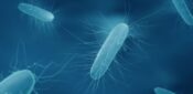 Patients with recurrent C difficile should be offered faecal bacteria transplant