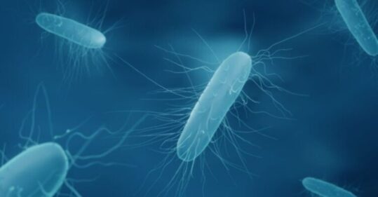 Patients with recurrent C difficile should be offered faecal bacteria transplant
