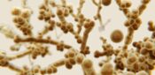 Candida auris infection spread in US ‘really concerning’