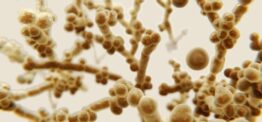 Candida auris infection spread in US ‘really concerning’
